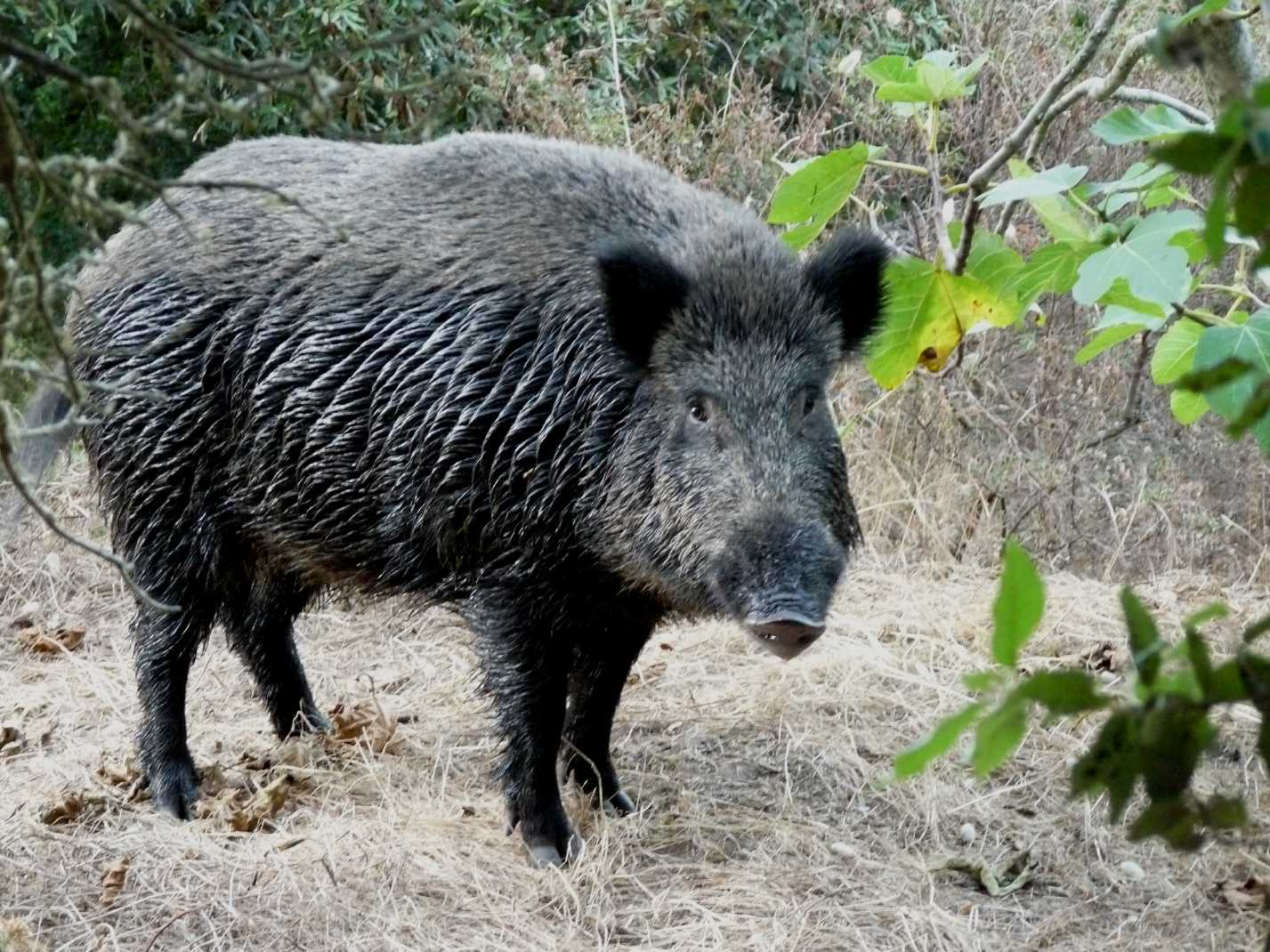 Il cinghiale: problema o risorsa?